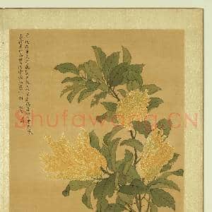 清张伟写生花卉.册.佛手柑故画|1幅|11.5 MB|高清下载