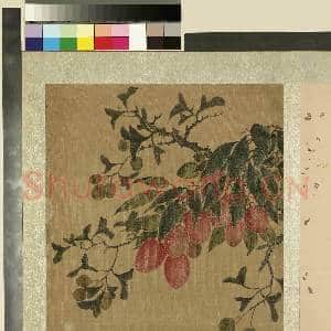 明人花果册.册.明人荔枝故画|1幅|11.96 MB|高清下载
