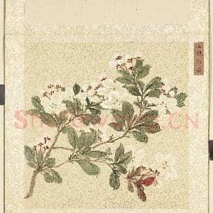 四时和气.册.玉佩冰姿故画|1幅|11 MB|高清下载