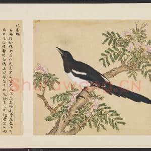鸟谱(一)册.北喜鹊故画|2幅|15.69 MB|高清下载
