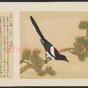 鸟谱(一)册.喜鹊故画|2幅|15.42 MB|高清下载