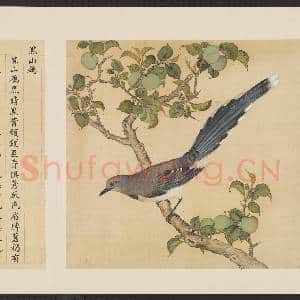 鸟谱(一)册.黑山鹧故画|2幅|15.12 MB|高清下载