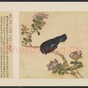 鸟谱(一)册.鸜鹆故画|2幅|15.54 MB|高清下载