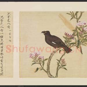 鸟谱(一)册.沉香色八哥故画|2幅|14.78 MB|高清下载