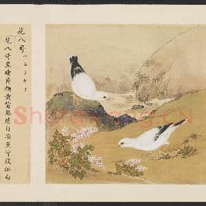 鸟谱(一)册.花八哥故画|2幅|15.07 MB|高清下载
