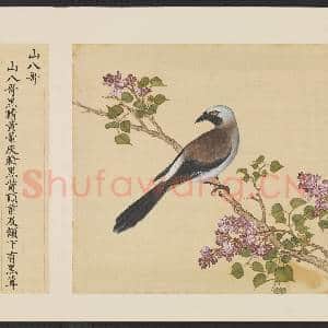 鸟谱(一)册.山八哥故画|2幅|14.74 MB|高清下载
