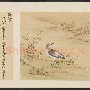 鸟谱(一)册.海八哥故画|2幅|15.16 MB|高清下载