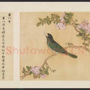 鸟谱(一)册.番八哥故画|2幅|14.8 MB|高清下载
