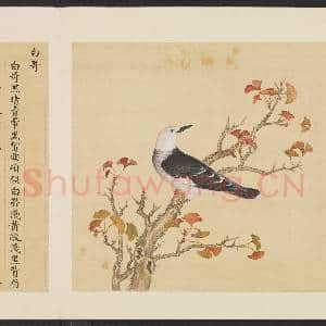 鸟谱(一)册.白哥故画|2幅|14.38 MB|高清下载