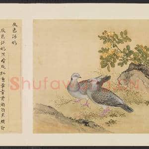 鸟谱(一)册.灰色洋鸽故画|2幅|14.89 MB|高清下载