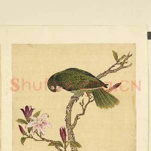 鸟谱(二)册.洋绿鹦哥故画|2幅|18.34 MB|高清下载