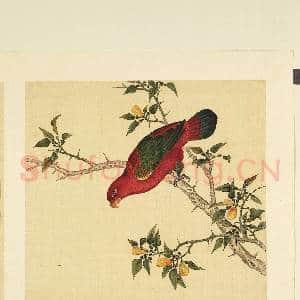 鸟谱(二)册.绿翅红鹦哥故画|2幅|17.77 MB|高清下载