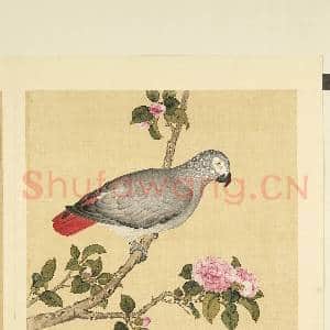 鸟谱(二)册.灰色洋鹦哥故画|2幅|18.9 MB|高清下载