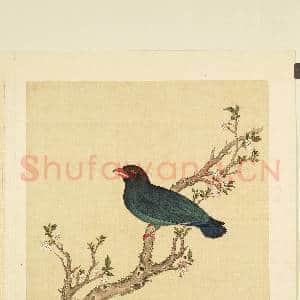 鸟谱(二)册.山鹦哥故画|2幅|18.3 MB|高清下载