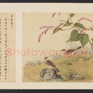 鸟谱(三)册.淡黄道眉故画|2幅|15.42 MB|高清下载