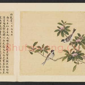鸟谱(三)册.白花雀故画|2幅|15.13 MB|高清下载