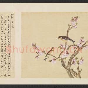 鸟谱(三)册.金雀故画|2幅|15.29 MB|高清下载