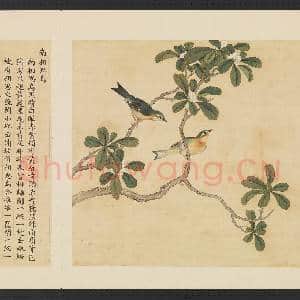 鸟谱(三)册.南相思鸟故画|2幅|15.33 MB|高清下载