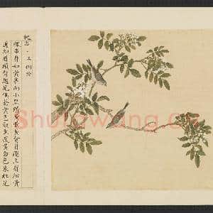 鸟谱(三)册.槐串故画|2幅|15.1 MB|高清下载