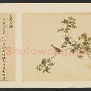 鸟谱(三)册.白头金铃故画|2幅|14.77 MB|高清下载