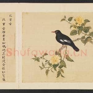 鸟谱(三)册.北百舌故画|2幅|14.76 MB|高清下载