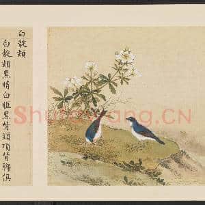 鸟谱(四)册.白靛颏故画|2幅|15.96 MB|高清下载