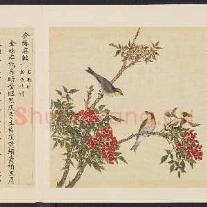 鸟谱(四)册.金丝麻鹩故画|2幅|15.92 MB|高清下载