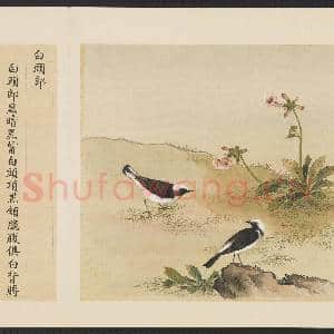 鸟谱(四)册.白头郎故画|2幅|15.46 MB|高清下载