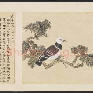 鸟谱(四)册.长春花鸟故画|2幅|15.99 MB|高清下载