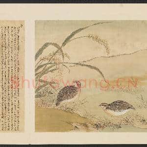 鸟谱(四)册.鹌鹑故画|2幅|16.63 MB|高清下载
