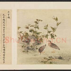 鸟谱(四)册.北牛鹌故画|2幅|15.88 MB|高清下载