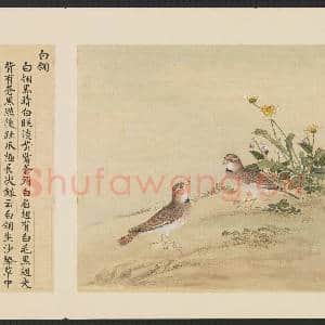鸟谱(四)册.白翎故画|2幅|15.4 MB|高清下载