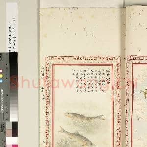 毛诗品物图考(四)册故画|37幅|271.77 MB|高清下载