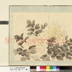 清.钱维城花卉册(四)册画|1幅|8.46 MB|高清下载