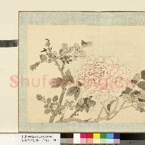 清.钱维城花卉册(四)册画|1幅|8.35 MB|高清下载