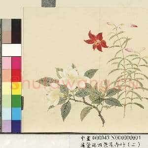 清.董诰四景花卉册(二)册夏景花卉之四.中画|1幅|7.09 MB|高清下载