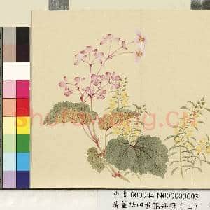 清.董诰四景花卉(三)册秋景花卉之三.中画|1幅|7.27 MB|高清下载