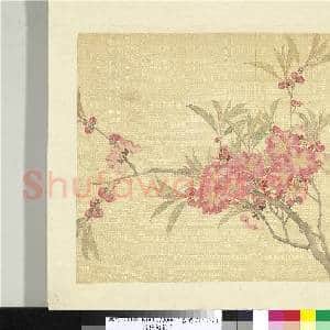 清张熊花卉册 册 碧桃花|2幅|19.77 MB|高清下载