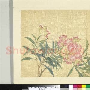 清张熊花卉册 册 夹竹桃|1幅|10.7 MB|高清下载