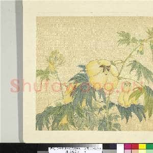 清张熊花卉册 册 秋葵|1幅|10.73 MB|高清下载