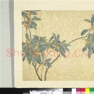 清张熊花卉册 册 桂花|1幅|11.09 MB|高清下载