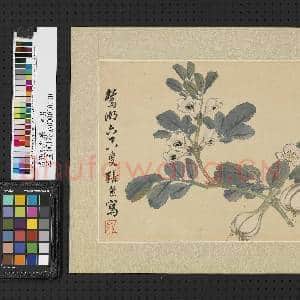 清张熊花果 单片|1幅|9.41 MB|高清下载