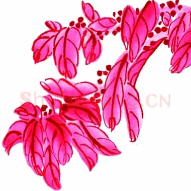 近现代 齐白石国画 花卉 超高清图片网盘下载