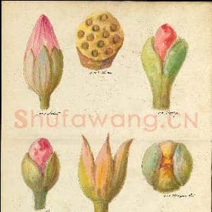 [美国素描作品]莱诺克斯公司-花蕾与种荚设计图.tif