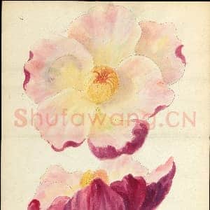 [美国素描作品]莱诺克斯公司-玉兰花设计图.tif