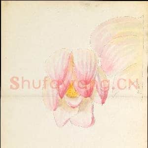 [美国素描作品]莱诺克斯公司-莲花设计图.tif