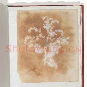 [英国素描作品]威廉·亨利·福克斯·塔尔博特-[植物光绘摄影素描作品].tif