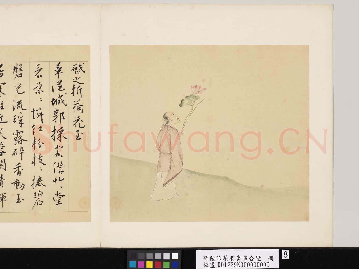 明陸治蔡羽書畫合璧 冊 折荷圖