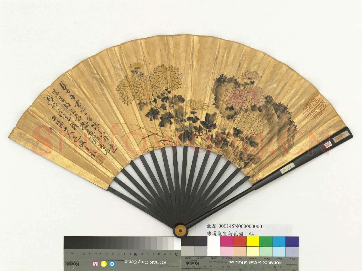 明陳淳畫菊花圖 成扇