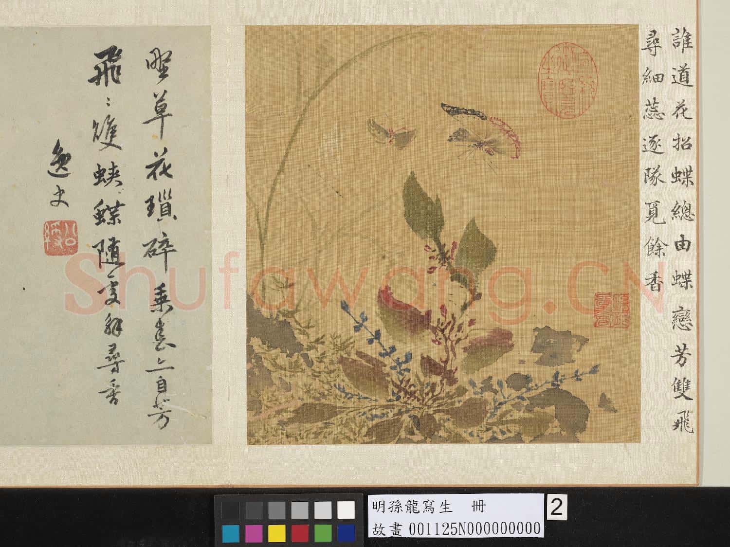 明孫龍寫生 冊 草花蛺蝶